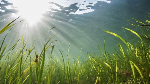 Bright green seagrass under the water with shafts of sunlight radiating down.